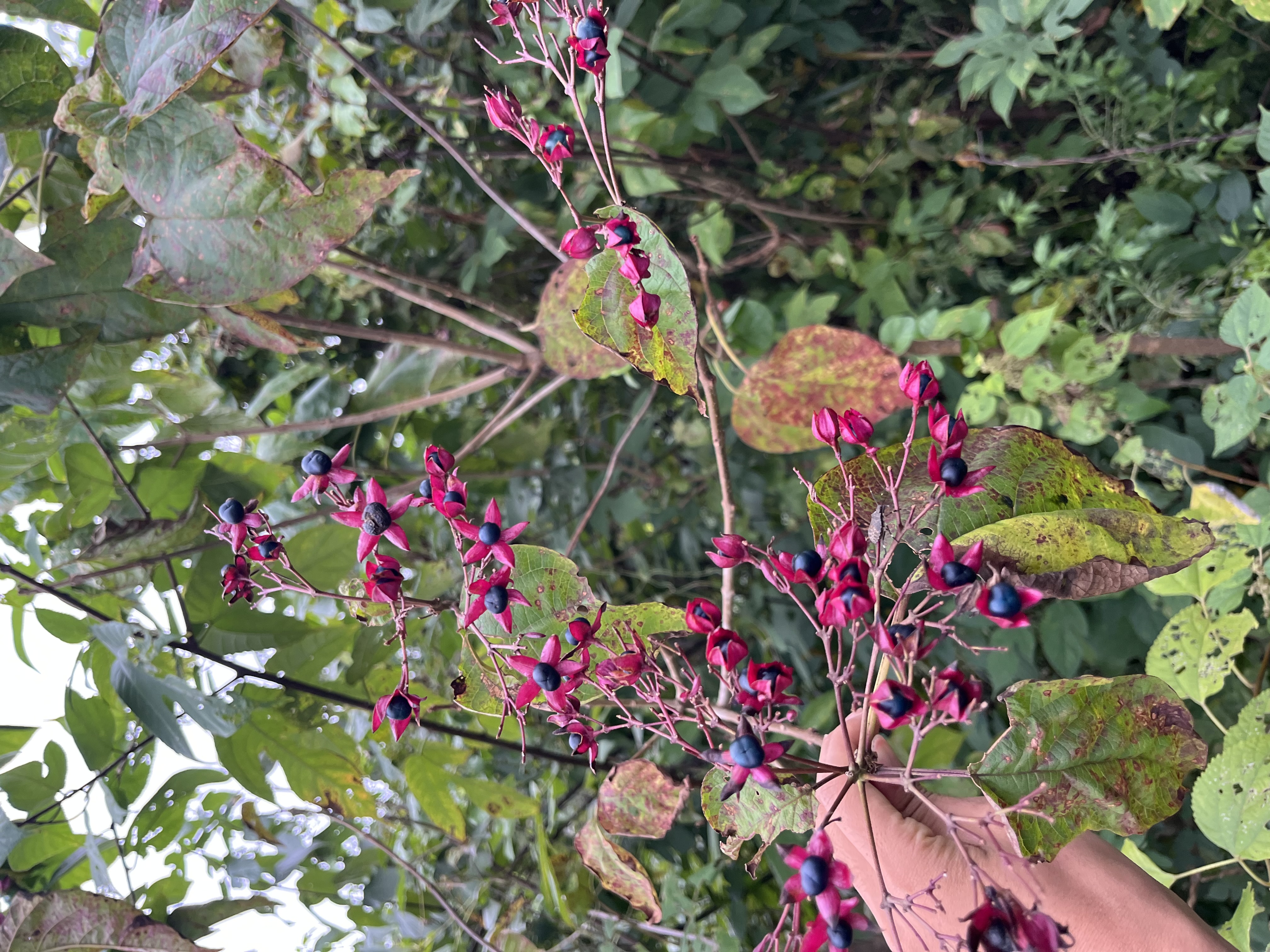 クサギの自生（採取地の様子）