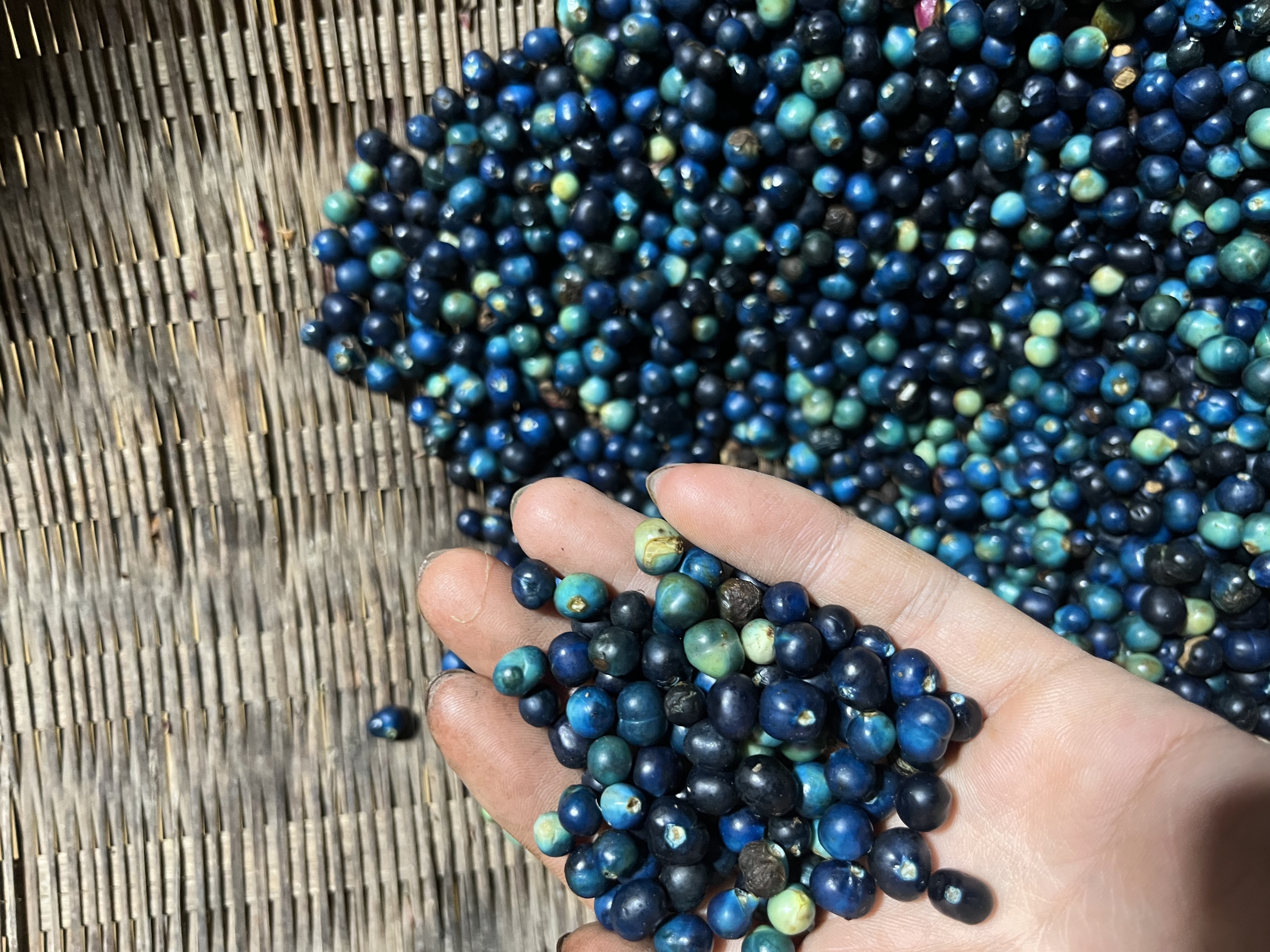 クサギの果実（染料の情報源）