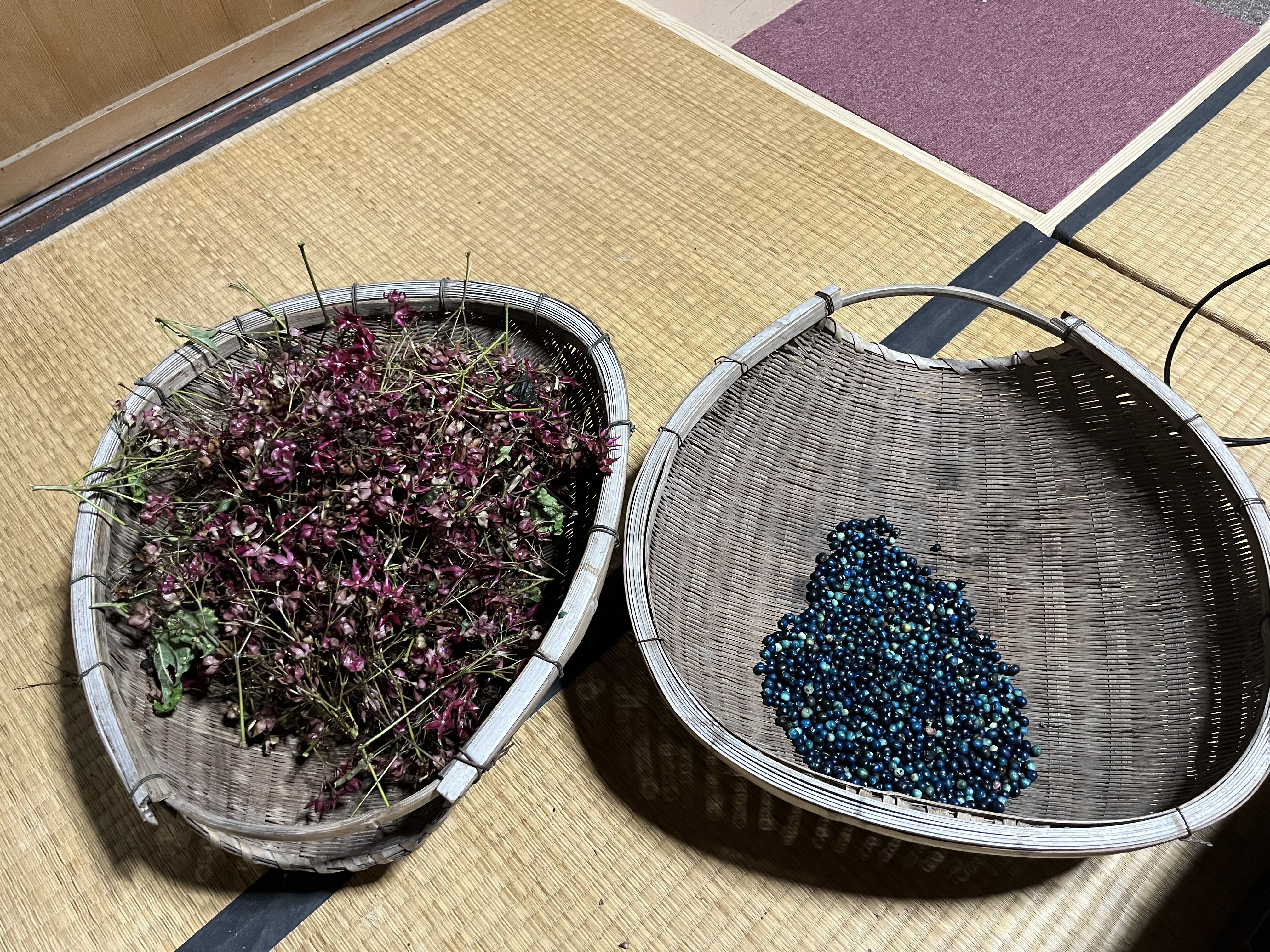 採取したクサギの選別（萼・果実・枝葉の仕分け）